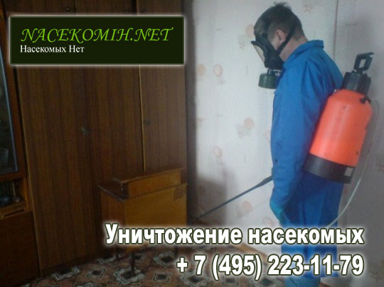 Укусы клопов и способы их лечения Укусы клопов и способы их лечения